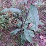 Inula conyza Mosusu