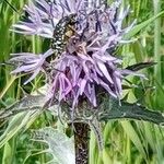 Carthamus caeruleus 花