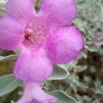 Leucophyllum frutescens Квітка
