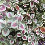 Oxalis purpurea Blad