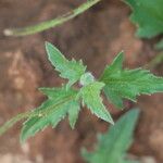 Tridax procumbens Folio