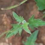 Tridax procumbens Levél