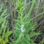 Solidago altissimaBlad