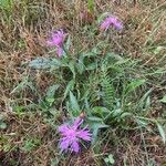 Centaurea jaceaFlower