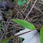 Leersia virginica Leaf