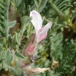Astragalus sempervirens Floare