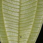 Henriettea odorata Leaf