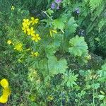 Ranunculus cortusifolius Leaf