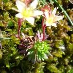 Saxifraga moschata Habitus