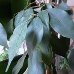 Ficus benjamina ഇല