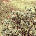 Protea roupelliae Habit