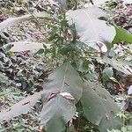 Solanum mauritianum Leaf