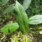 Chromolaena laevigata Leaf