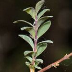 Symphoricarpos longiflorus Bark