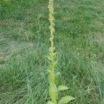 Verbascum densiflorumLiść