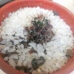 Mammillaria voburnensis 葉