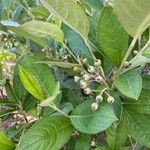 Aronia arbutifolia Fruit