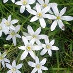 Ornithogalum divergens Blüte