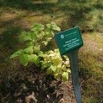 Syringa josikaea 整株植物