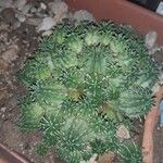 Euphorbia susannae Feuille