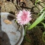 Centaurea cyanusFlower