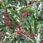 Amborella trichopoda Habit