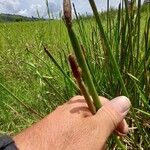 Eleocharis elegans Flower