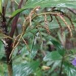 Dypsis hildebrandtii