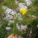 Centaurea rupestris Blad