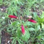 Alstroemeria psittacina Flower