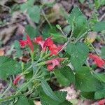 Salvia coccinea Квітка