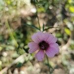 Althaea cannabinaÕis