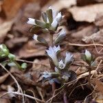 Obolaria virginica 整株植物