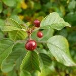 Frangula alnus Fruit