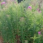 Symphyotrichum novae-angliae Habitus