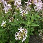 Saponaria officinalis Floare