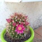 Mammillaria backebergiana Bloem