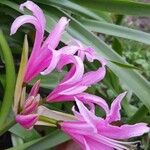 Crinum × powellii ফুল