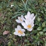 Crocus flavus Květ