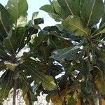 Meryta denhamii Hoja