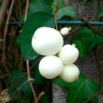 Symphoricarpos albus 果実