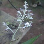 Polystachya odorata Flower