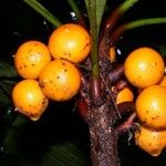 Clavija costaricana Fruit