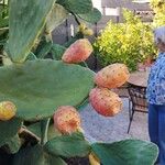 Opuntia ficus-indicaFruit