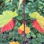 Acer acuminatum পাতা