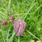 Fritillaria meleagrisŽiedas