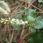 Anredera cordifolia Blodyn