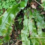 Asplenium scolopendrium Лист