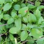 Theligonum cynocrambe Yaprak