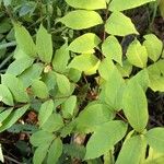 Toxicodendron vernix 形態